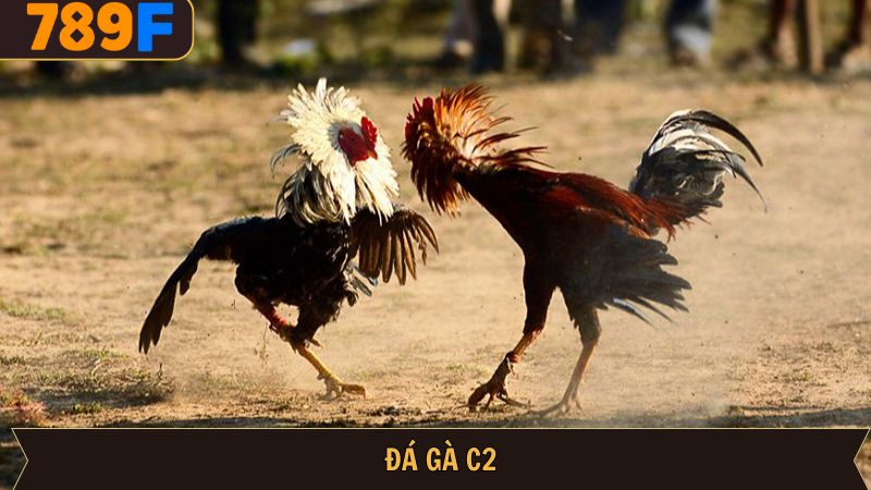 Đá Gà C2 789f – Trận Đấu Kịch Tính & Kinh Nghiệm Cược